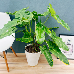 現品］【希少】セサモタムナス ブッセアヌス 観葉植物 レア ゴマ科