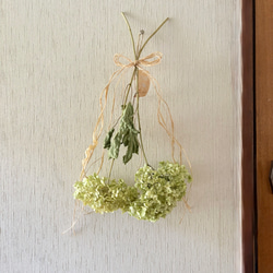 アナベル スワッグ 2本 45cm ＊ 紫陽花 あじさい アジサイ ドライ