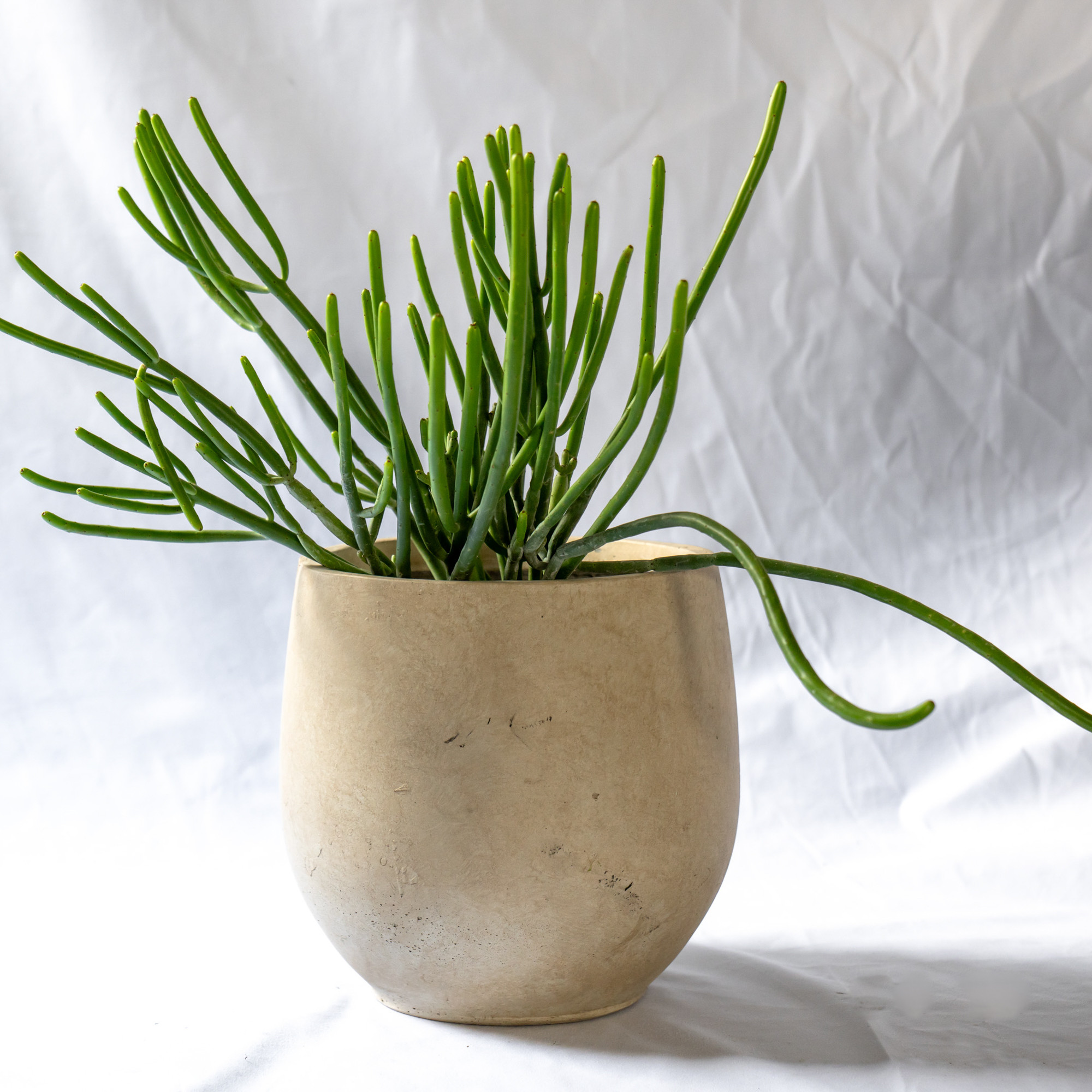 ユーフォルビア・オンコクラータ