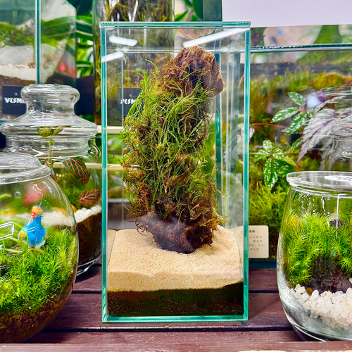 苔のコロニー］苔の流木アート茂みを育てる清潔水やり少なめok育て
