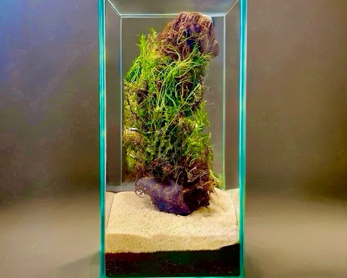 苔のコロニー］苔の流木アート茂みを育てる清潔水やり少なめok育て
