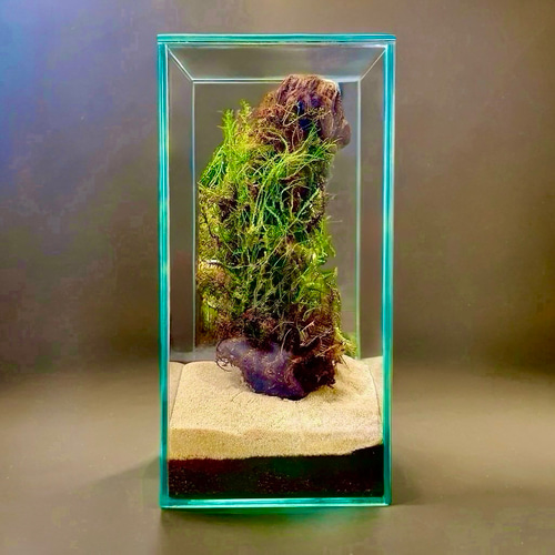 ❣️苔アート❣️流木の森❣️BIGグラスボールG EＸ❣️完成品❣️送料込み❣️ 苔のコロニー］苔の流木アート茂みを育てる清潔水やり少なめok育て