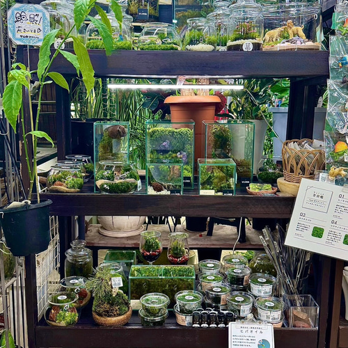 苔のコロニー］苔の流木アート茂みを育てる清潔水やり少なめok育て