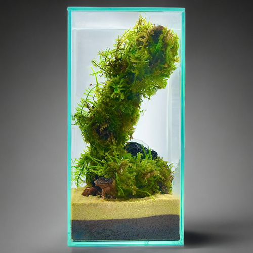 苔のコロニー］苔の流木アート茂みを育てる清潔水やり少なめok育て