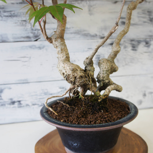 盆栽 『ハゼ』 櫨 紅葉 和風 インテリア 園芸 ガーデニング オブジェ