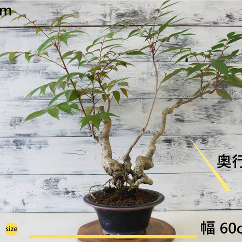 盆栽 『ハゼ』 櫨 紅葉 和風 インテリア 園芸 ガーデニング オブジェ