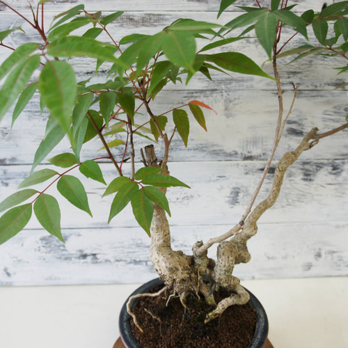 盆栽 『ハゼ』 紅葉 インテリア 観葉植物 ガーデニング 送料無料 162 盆栽 『ハゼ』 紅葉 和風 インテリア 園芸 ガーデニング オブジェ 観葉