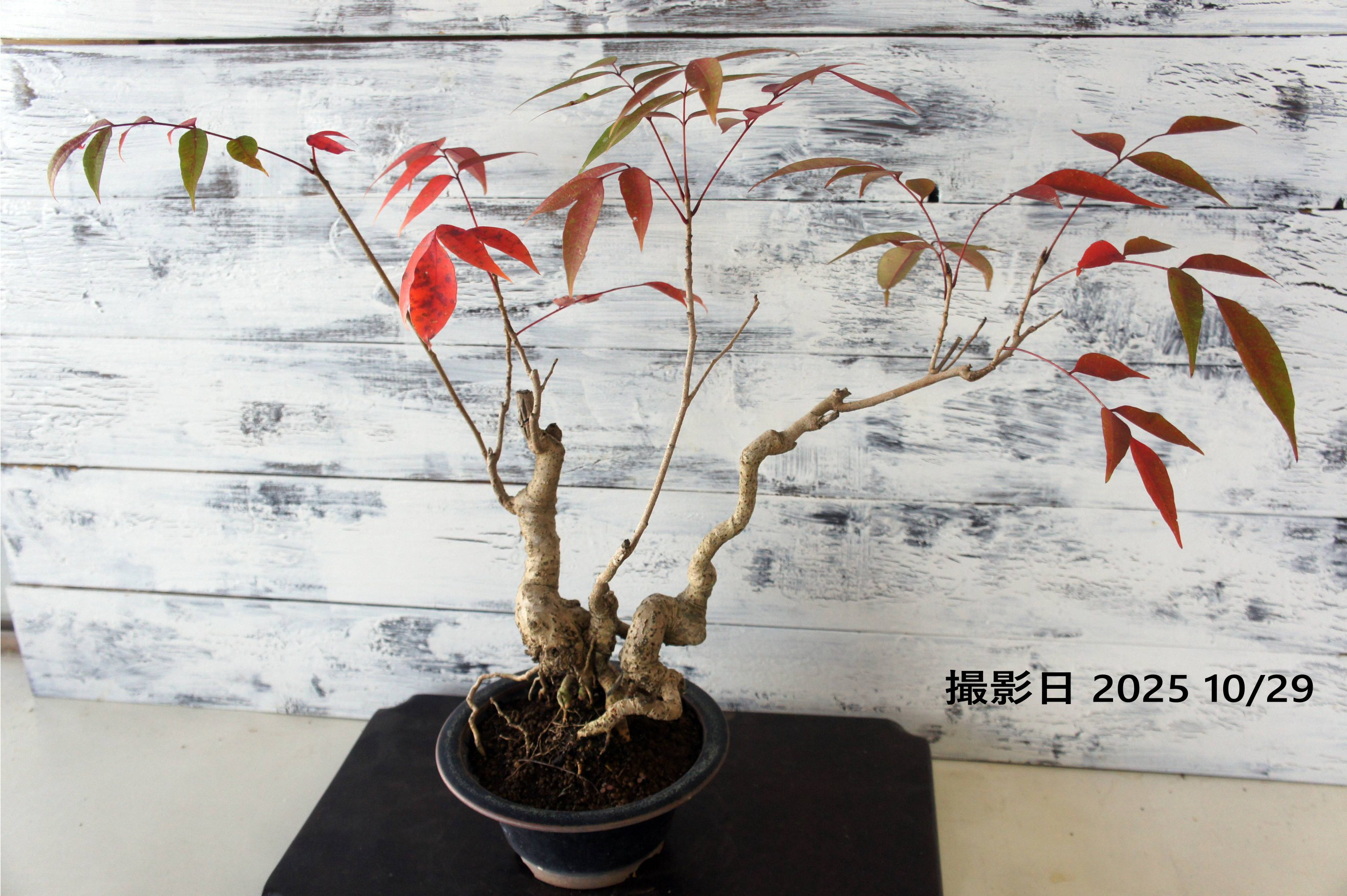 盆栽 『ハゼ』 櫨 紅葉 和風 インテリア 園芸 ガーデニング オブジェ 観葉植物 b162