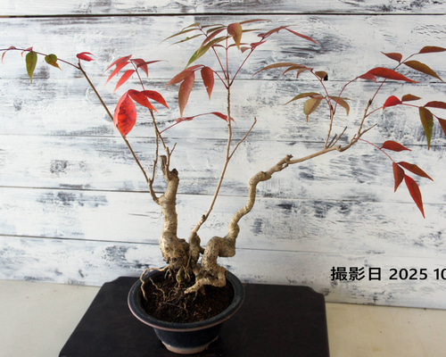 盆栽 『ハゼ』 櫨 紅葉 和風 インテリア 園芸 ガーデニング オブジェ