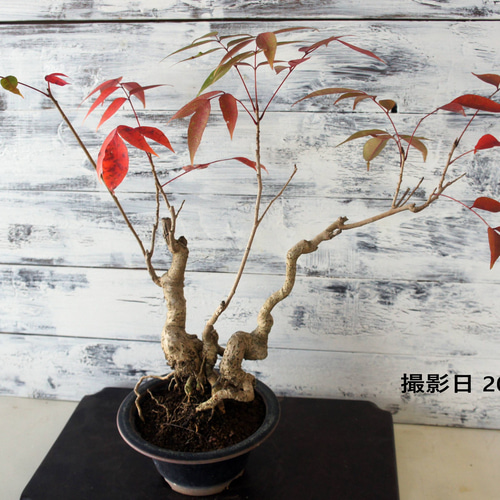 盆栽 『ハゼ』 紅葉 インテリア 観葉植物 ガーデニング 送料無料 162 盆栽 『ハゼ』 紅葉 和風 インテリア 園芸 ガーデニング オブジェ 観葉