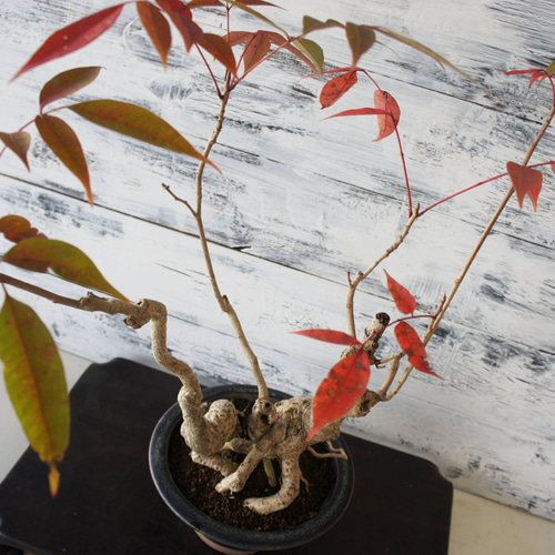 盆栽 『ハゼ』 櫨 紅葉 和風 インテリア 園芸 ガーデニング オブジェ