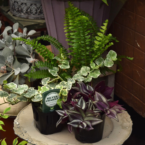 グリーンを楽しむ」涼しげ観葉寄せ植え※寄せ植えセット 花苗 苗 花