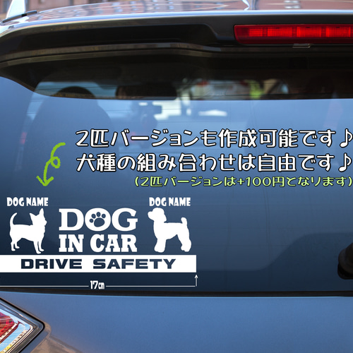チワックス②・犬種名・DOG IN CAR・DRIVE SAFETY』ステッカー 9cm