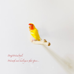 流木インテリア ６０ｃｍの流木枝を使った小鳥の止まり木 インコの壁掛けパーチ ピン止めタイプ ビス止め変更可 N131 5枚目の画像