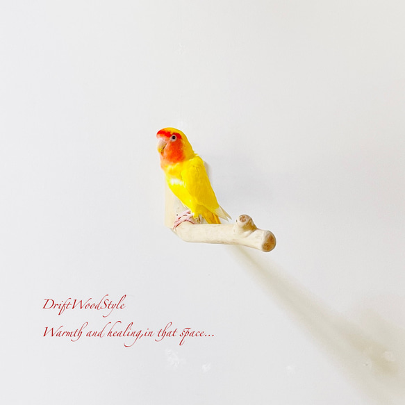 流木インテリア ６０ｃｍの流木枝を使った小鳥の止まり木 インコの壁掛けパーチ ピン止めタイプ ビス止め変更可 N131 5枚目の画像