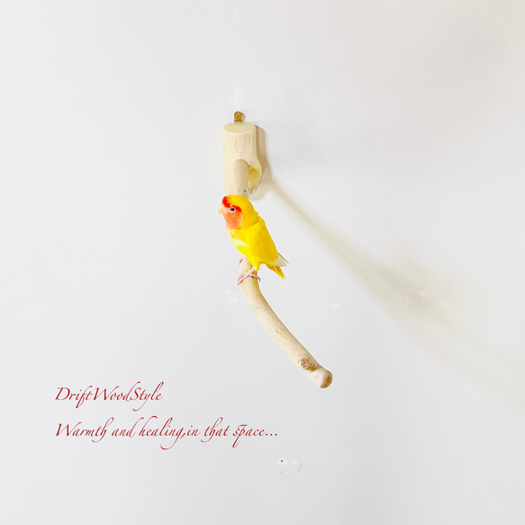 流木インテリア ６０ｃｍの流木枝を使った小鳥の止まり木 インコの壁掛けパーチ ピン止めタイプ ビス止め変更可 N131 3枚目の画像