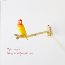 流木インテリア ６０ｃｍの流木枝を使った小鳥の止まり木 インコの壁掛けパーチ ピン止めタイプ ビス止め変更可 N131 4枚目の画像