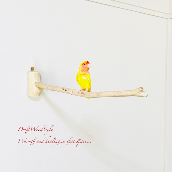流木インテリア ６０ｃｍの流木枝を使った小鳥の止まり木 インコの壁掛けパーチ ピン止めタイプ ビス止め変更可 N131 1枚目の画像