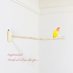 流木インテリア ６０ｃｍの流木枝を使った小鳥の止まり木 インコの壁掛けパーチ ピン止めタイプ ビス止め変更可 N131 2枚目の画像