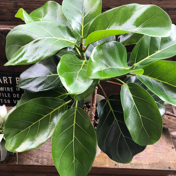 超希少❗️フィカス　アフリカンプリンス　朴✨ 超希少❗️フィカス アフリカンプリンス 朴✨ フィカス