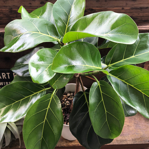 希少♡アフリカンプリンセス♡フィカス♡観葉植物 アートフラワー パリ