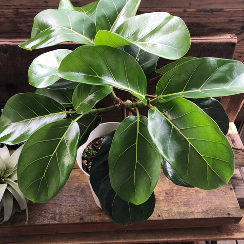 超希少❗️フィカス　アフリカンプリンス　朴✨ dfebab52495a5f45df51aa170f9916