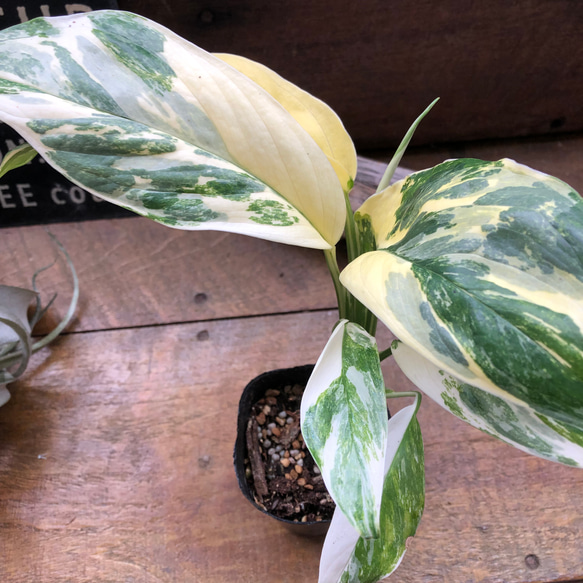 モンステラ　ミューテンション　バリエガータ　トップカット　気根あり　斑入り PLANCHU 観葉植物 モンステラ レクレリアナ バリエガータ 3.5号