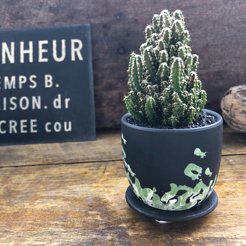 鉢つき♡セレウス やまかる柱♡電磁波サボテン♡希少♡電磁波吸収して