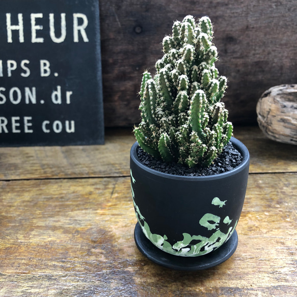 鉢つき♡セレウス やまかる柱♡電磁波サボテン♡希少♡電磁波吸収して