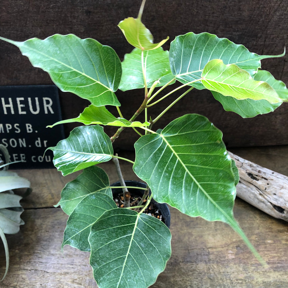 スリーマハーボダイジュ♡インドボダイジュ♡フィカス レリジオーサ