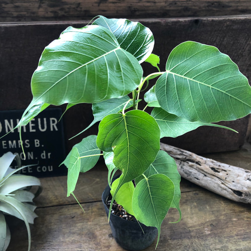 スリーマハーボダイジュ♡インドボダイジュ♡フィカス レリジオーサ