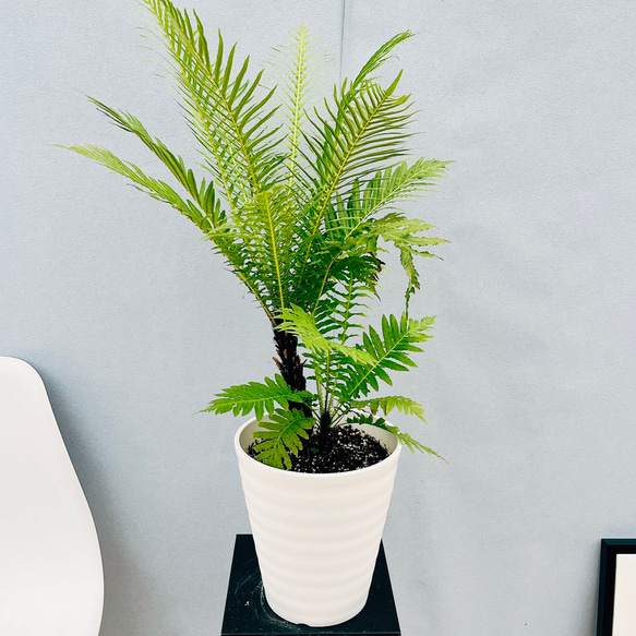 現品］55番 ブレクナム ギバム シルバーレディ 6号 観葉植物 室内 レア