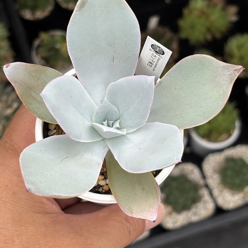 特価 エケベリア カンテ 500粒 ケーレス 種子 実生 原種 人気原種！☆カンテ 実生 多肉植物 ケーレス 自家実生苗 多肉植物 美