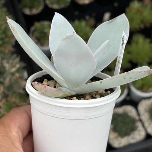 人気原種！☆カンテ 実生 多肉植物 ケーレス 自家実生苗 多肉植物 美