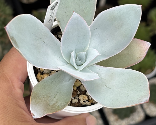 人気原種！☆カンテ 実生 多肉植物 ケーレス 自家実生苗 多肉植物 美