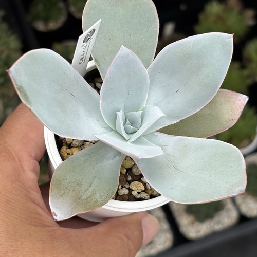 エケベリア カンテ 500粒 原種 実生 ケーレス 種子 人気原種！☆カンテ 実生 多肉植物 ケーレス 自家実生苗 多肉植物 美