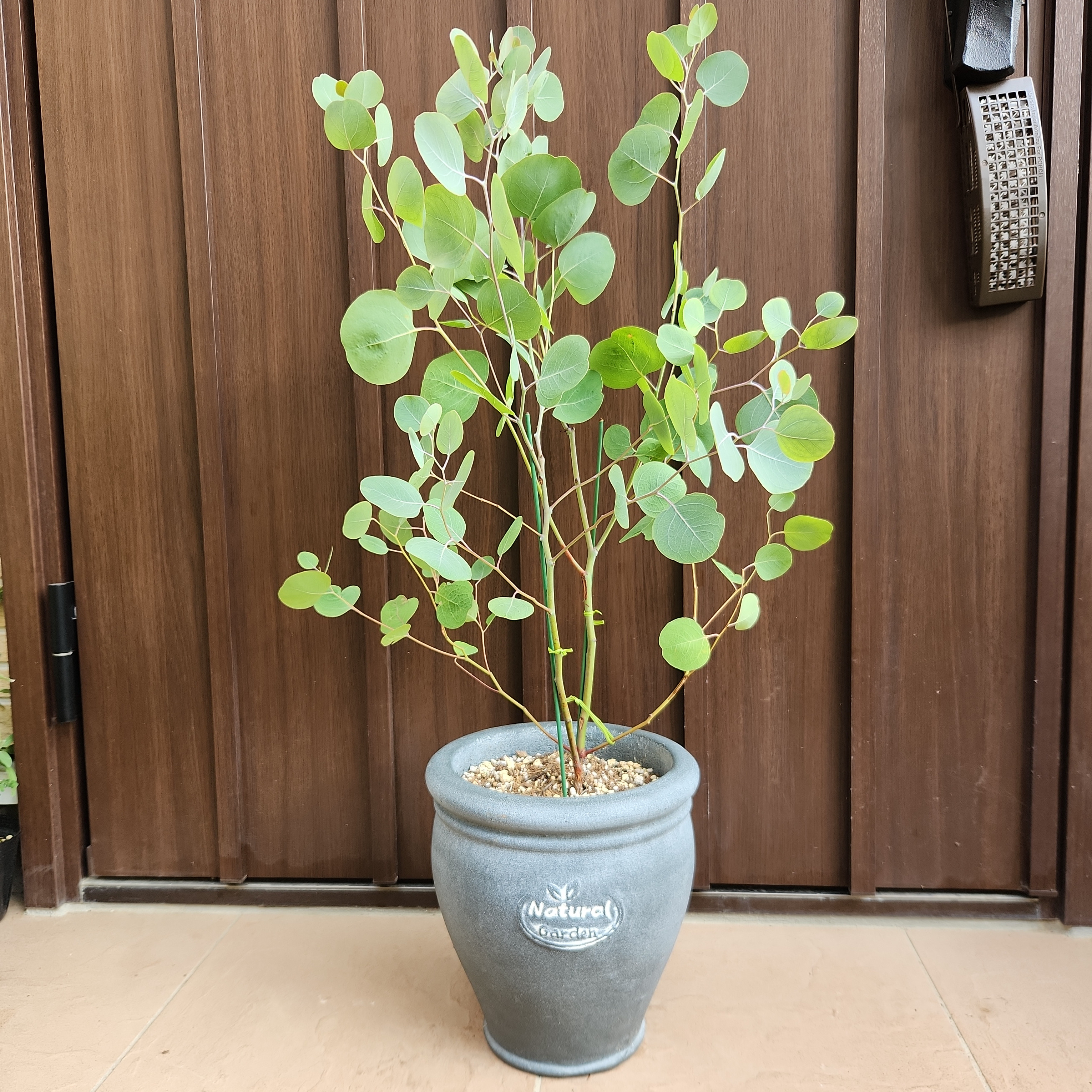 ユーカリ ポポラス 石膏鉢植え 苗木 シンボルツリー 盆栽