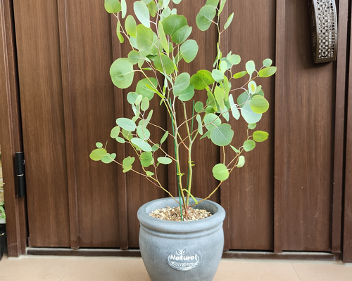 ユーカリ ポポラス 石膏鉢植え 苗木 シンボルツリー 盆栽