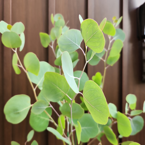 再販】ユーカリ ポポラス 石膏鉢植え 苗木 シンボルツリー 盆栽