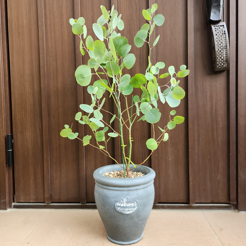 ユーカリ ポポラス 石膏鉢植え 苗木 シンボルツリー 盆栽