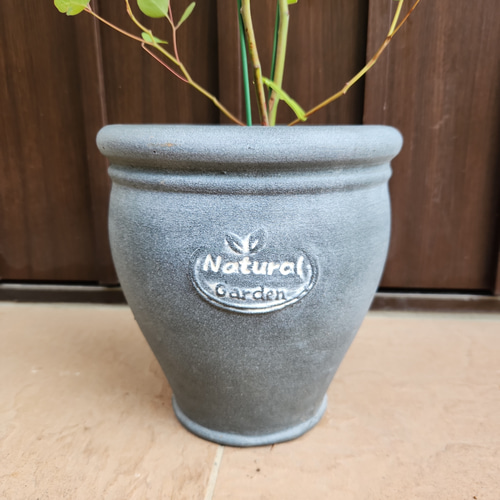 再販】ユーカリ ポポラス 石膏鉢植え 苗木 シンボルツリー 盆栽