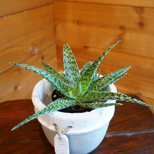 アロエ・スノーホワイト＊ ＊観葉植物＊ その他インテリア雑貨 HIG