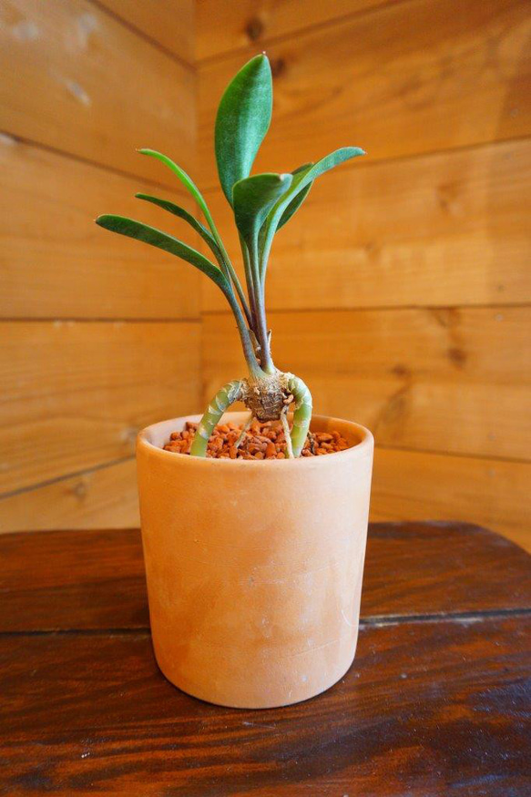 サンスベリア・スプーンリーフ＊ ＊観葉植物＊ ＊希少＊ その他
