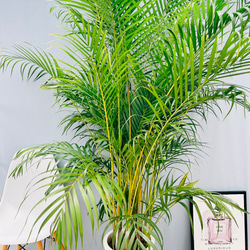 現品］1番 パキラ 編み込み 7号 観葉植物 室内 おしゃれ