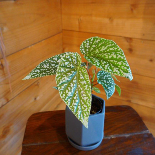ベゴニア・ホワイトアイス＊ ＊観葉植物＊ ＊希少＊ その他インテリア