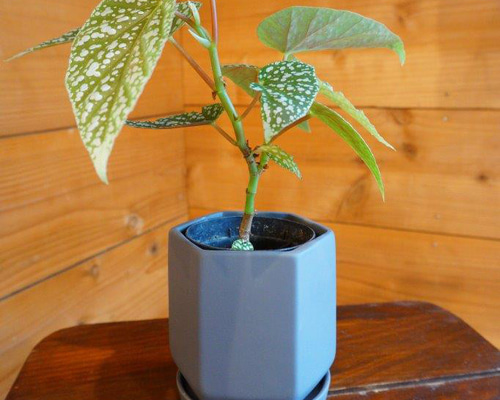 ベゴニア・ホワイトアイス＊ ＊観葉植物＊ ＊希少＊ その他インテリア