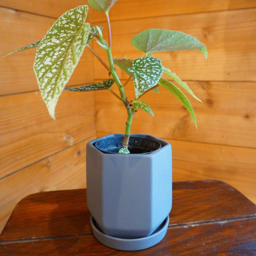 ベゴニア・ホワイトアイス＊ ＊観葉植物＊ ＊希少＊ その他インテリア
