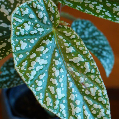 ベゴニア・ホワイトアイス＊ ＊観葉植物＊ ＊希少＊ その他インテリア