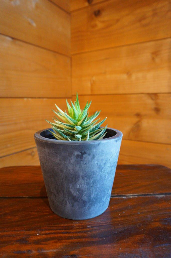 ハオルチア鼓笛錦＊ ＊観葉植物＊ ＊希少＊ その他インテリア雑貨 HIG