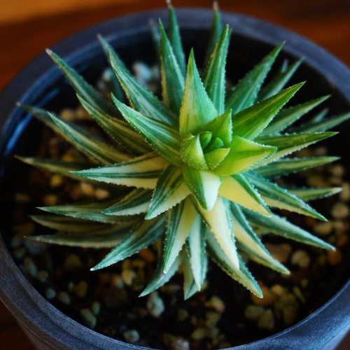 ハオルチア鼓笛錦＊ ＊観葉植物＊ ＊希少＊ その他インテリア雑貨 HIG